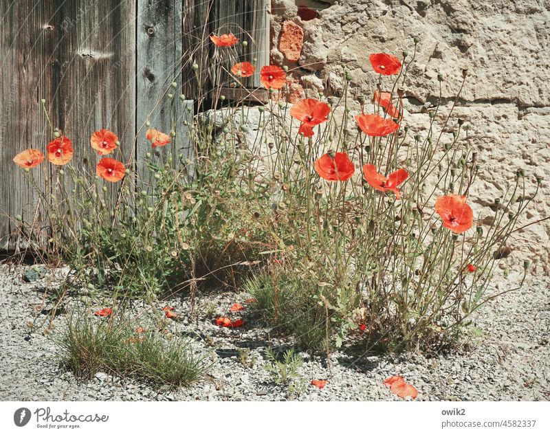 clique Corn poppy Flower Growth bright red Blossoming Poppy blossom out Exterior shot Colour photo Nature Red flora Ease Garden Environment Close-up Detail