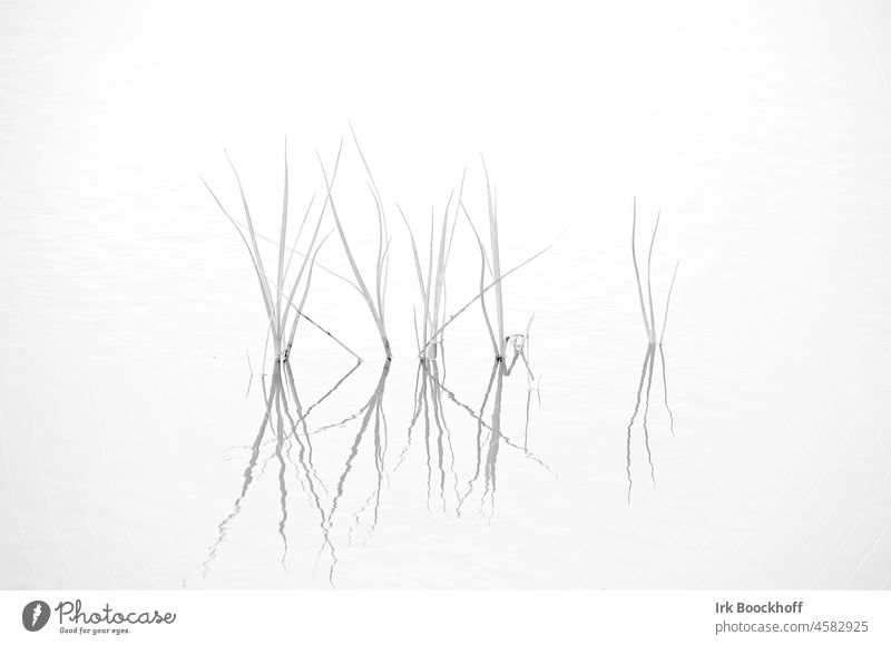 Grasses are reflected in the water, sw Line Life Nature Black & white photo Water Zen Gray Harmonious Vertical Calm Pond Common Reed Delicate Relaxation