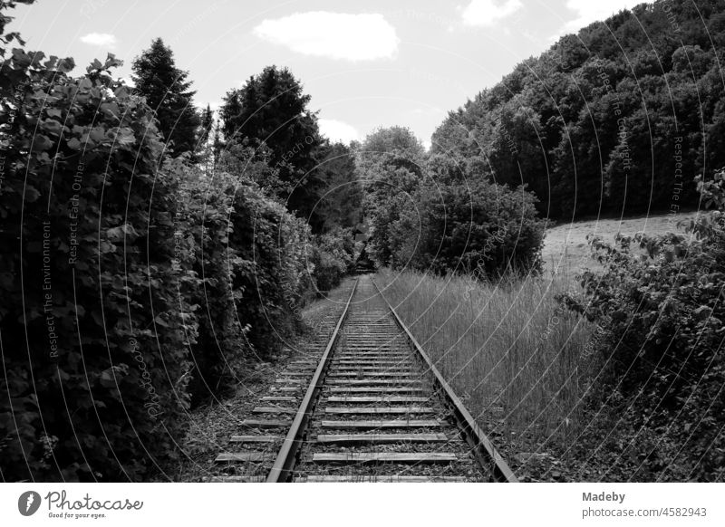 Ride with the bicycle trolley on a disused railway line through the Kalletal valley towards Alverdissen near Barntrup in summer in East Westphalia-Lippe, photographed in neo-realistic black and white