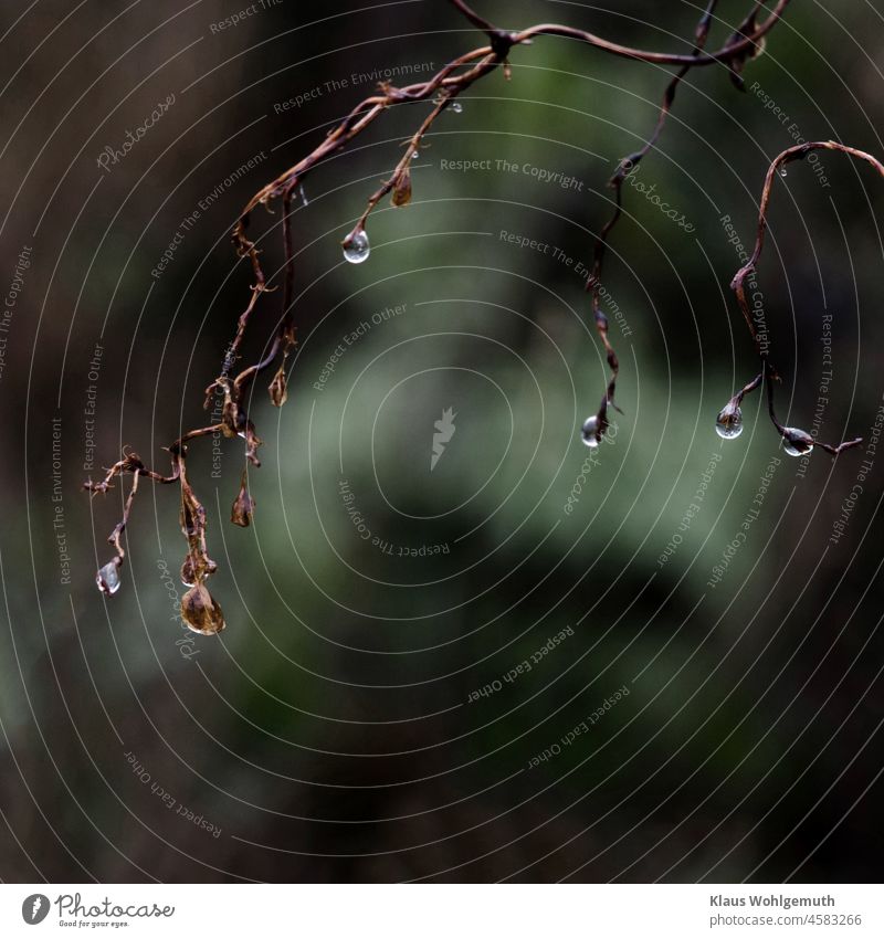 Drops hang from filigree tendrils, in gloomy weather, against gloomy background dew drops Tendril Delicate sad Oppressive not happy Water Part of the plant