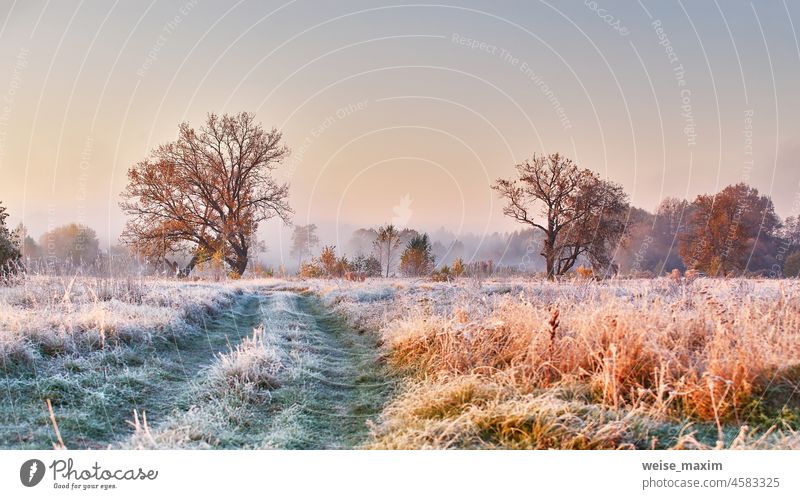 Grass covered with white frost in early morning panorama. Dirt road on field, oak tree with orange leaves. Season change from autumn to winter snow hoar fall