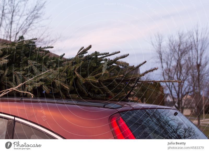 Christmas tree tied to the roof of a red SUV with twine christmas tree live tree real tree celebrate tradition tied down secured drive string rope hemp