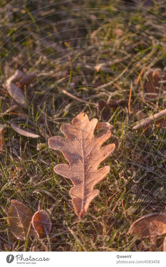 Oak leaf with frost with morning light in autumn Autumn Morning Sunlight Light Nature Sunrise Calm Environment Autumnal colours Frost chill Meadow