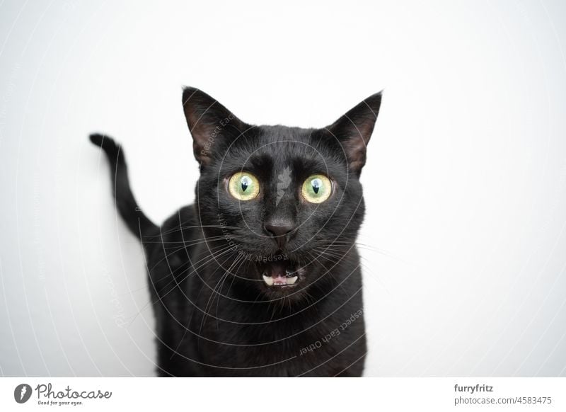 funny black cat portrait looking shocked feline shorthair cat white background studio shot copy space looking at camera animal teeth tail funny face surprise