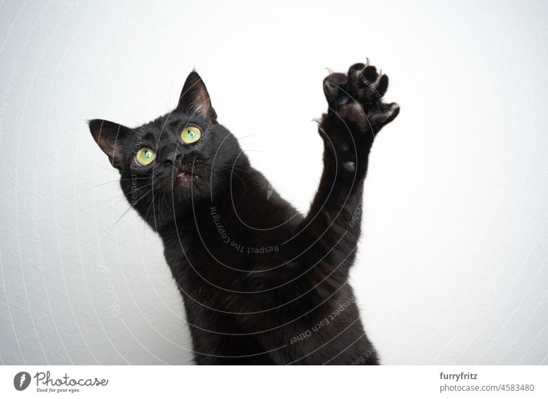 black cat playing raising paw on white background portrait feline shorthair cat claws studio shot looking up green eyes playful