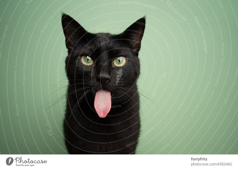 funny black cat sticking out long tongue portrait feline shorthair cat green background cat's tongue papillae sticking out tongue studio shot looking at camera