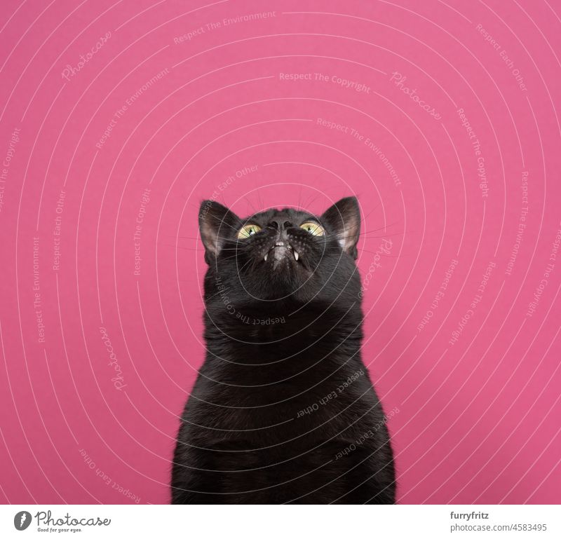 funny black cat with tooth gap looking up on pink background portrait feline shorthair cat studio shot copy space animal teeth funny face