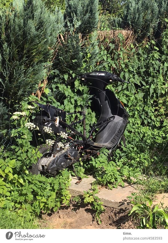 ¡Trash! | rolled out scooter Scooters Vehicle two-wheeler Broken Garden sunny overgrown Washed concrete slab gutted plants thuja