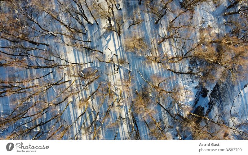 Aerial view with a drone of a snowy deciduous forest with creek in winter Aerial photograph drone photo Forest trees birches Winter Snow Nature natural forest