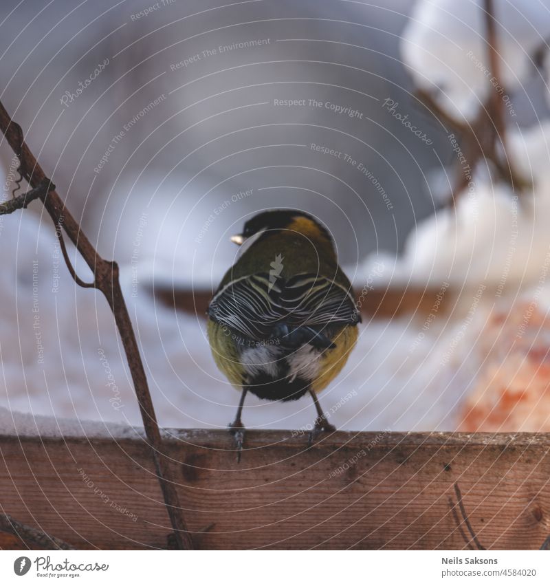 great tit in Christmas time. bird feeder fly wings cold tree food songbird bird feeding copy space nobody forest feathers animal branches scenery landscape