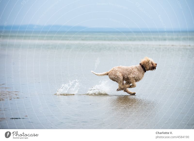 I am a dog | Free. With waving ears | I fly over the sea! Dog Animal Exterior shot Pet Day Colour photo Ocean seascape Water Splash of water tempo swift speed