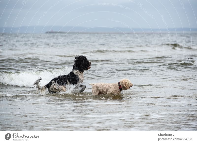 Two dogs | Against all odds | Ploughing through the sea | The goal in sight Dog Friends buddy Pet Mammal Animal 2 Exterior shot Friendship Colour photo