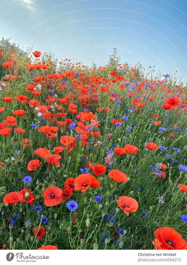 Beauty in the eye of the beholder | Mo(h)ntag with corn poppies and cornflowers Poppy Poppy blossom Papaver rhoeas poppy meadow Corn poppy Light Summer pretty