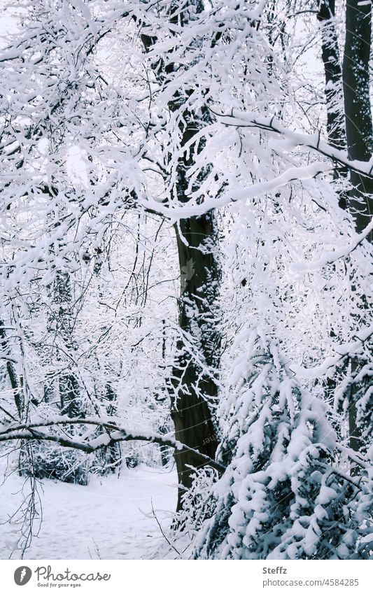 Winter forest / is this a child's dream / or a fairy tale Child's dream Childhood memory Enchanted forest Fairy tale haiku Fabulous snow-covered snowy branches