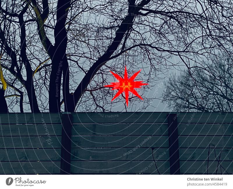 A red shining star hangs in the bare branches of a tree and looks over the board fence luminous star Stars Illuminate Christmas & Advent Star (Symbol)