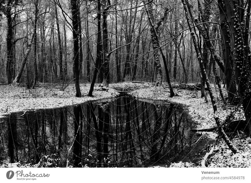 Small river in a light snowy forest in winter, black/white forests Tree trees Woodground Ground facilities Weed Ground cover Trunk tree trunks Nature Landscape