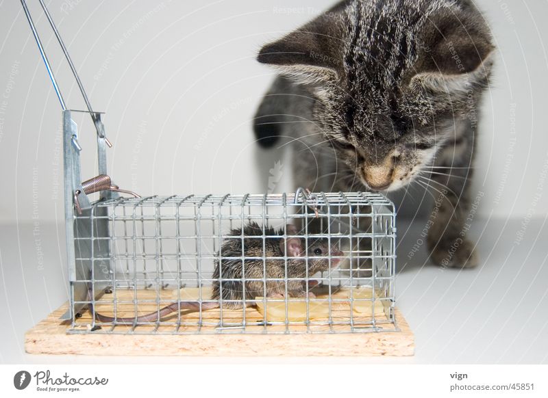 eye contact Cat Looking Cage Captured Far-off places Mouse Appetite Fear