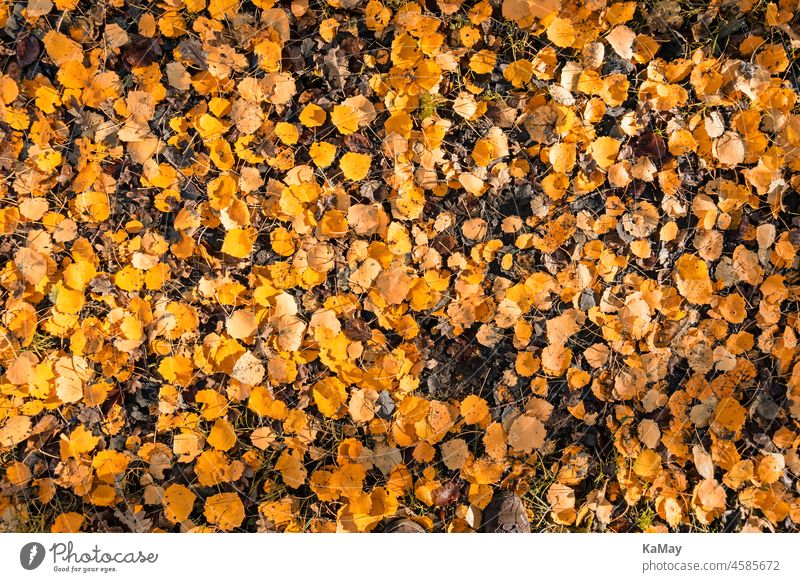 A multitude of yellow birch leaves on the forest floor as an autumnal background foliage Birch tree Birch leaves folio Foliage colouring Autumn Autumnal