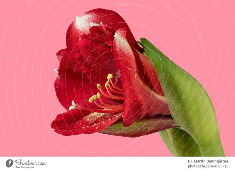 Hippeastrum, flower, completely sharp on pink background, sharpness compositing Amaryllis Blossom Stamp stamens Pollen Hybrids Red from South America