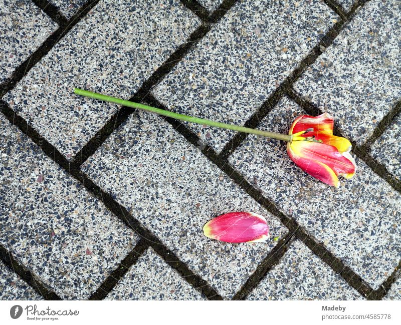 A tulip with blossom in red and yellow and lost leaf on grey pavement in Oerlinghausen near Bielefeld on the Hermannsweg in the Teutoburg Forest in East Westphalia-Lippe