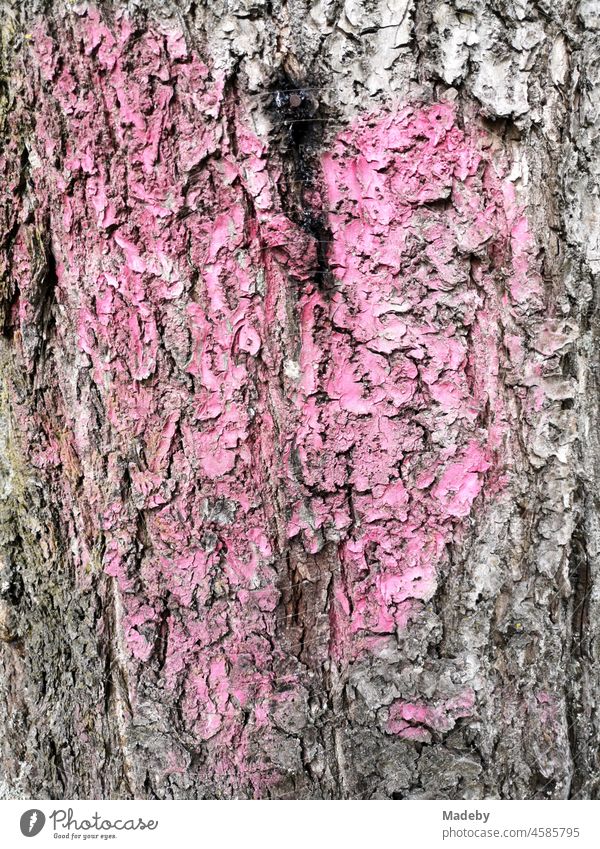 Faded pink colour in the shape of a heart on the grey bark of an old tree in Oerlinghausen near Bielefeld on the Hermannsweg in the Teutoburg Forest in East Westphalia-Lippe