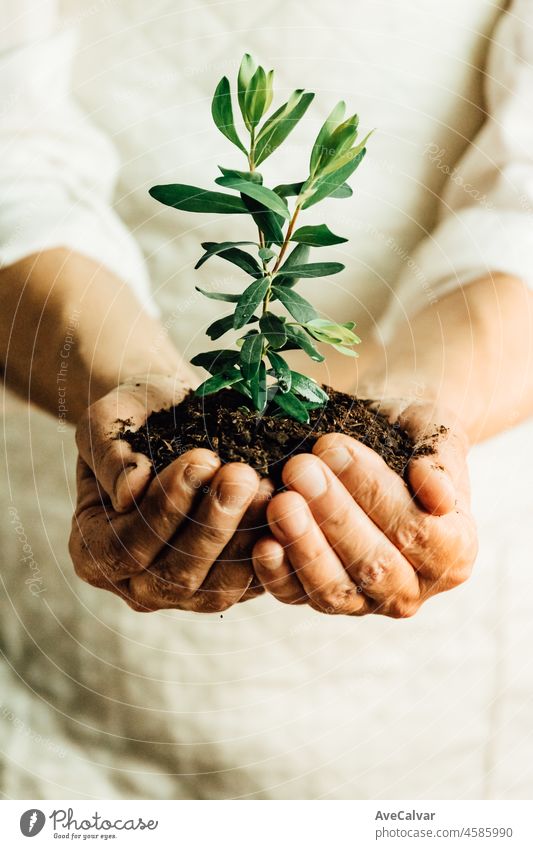 Senior woman hands holding plant in soil. Old dirty hands, concept save the planet earth, recycle. Concept of farming and environment protecting.Care of the Environment. Ecology concept