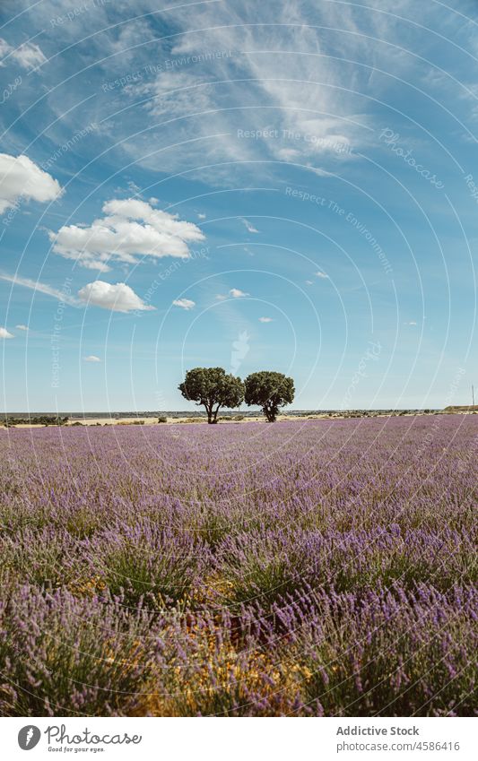 Single tree among lavender bushes field nature countryside landscape farmland flower provence france plant growth scenery meadow summer green blue sky