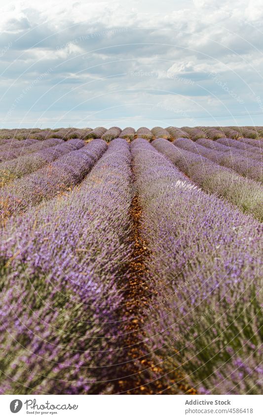 Big violet lavender field row flower sky picturesque view beautiful blue purple plant fragrant nature summer colorful countryside garden floral agriculture herb