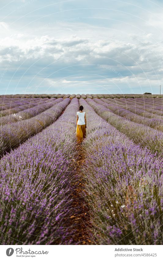 Anonymous woman standing on lavender field provence bush flower agriculture summer france nature female bloom plantation row farmland harmony landscape