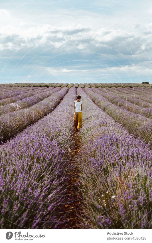Woman walking on lavender field woman provence bush flower agriculture summer france nature female bloom plantation row farmland harmony landscape countryside