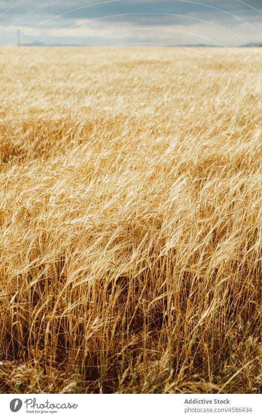 Wheat field with yellow grass in countryside wheat agriculture rural cultivate farm cereal dry nature farmland overcast plant landscape growth spike plantation