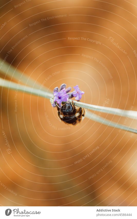 Bee on lavender twig in field bee flower nature bloom blossom pollen meadow flora plant pick garden tiny countryside growth collect summer nectar insect aroma