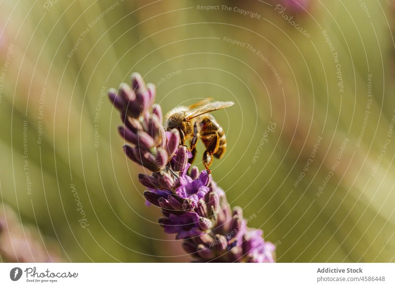 Bee on lavender twig in field bee flower nature bloom blossom pollen meadow flora plant pick garden tiny countryside growth collect summer nectar insect aroma