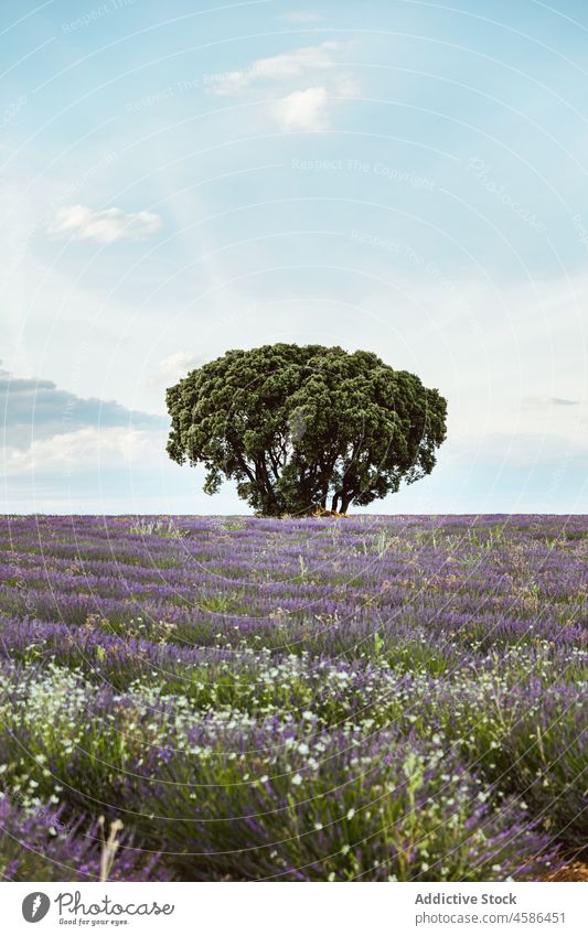Single tree among lavender bushes field nature countryside landscape farmland flower provence france plant growth scenery meadow summer green blue sky