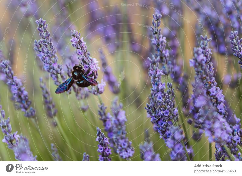 Small bee on lavender flowers in field blossom bloom nature summer pollen insect season wing plant flora petal floral violet fragrant countryside aroma collect