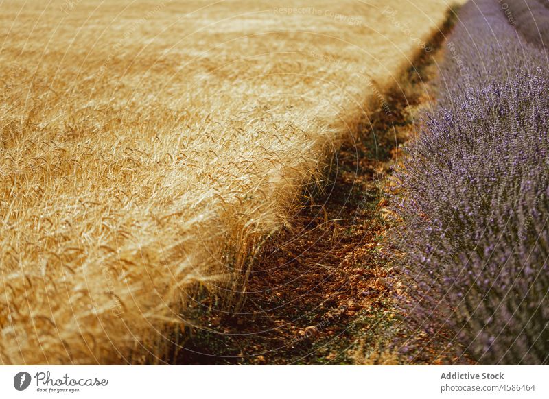 Agricultural field with lavender and wheat nature row agriculture plantation cultivate summer farmland bush grass harvest countryside growth blue sky landscape