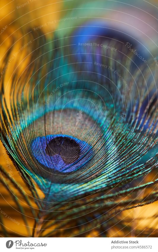 Colorful peacock feather decor plumage style exotic plume design studio decorative peafowl ornament pattern creative decoration bright natural light fragile
