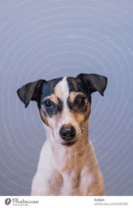 Portrait of a dog looking into the camera Dog Bodegero Jack Russell terrier Pet Neutral background Animal Terrier White Lifestyle Brown Cute Small Obedient Wait