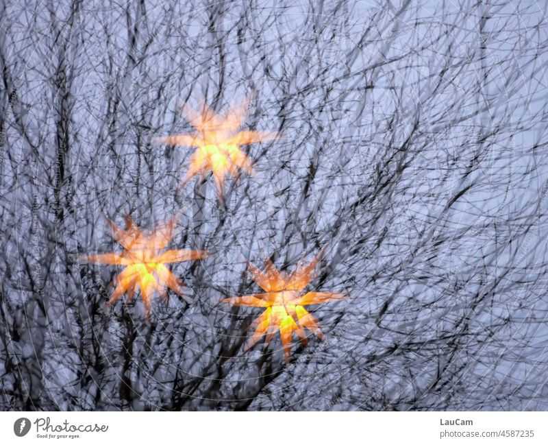 Christmas tree with a difference - 3 stars floating in the branches Stars Star (Symbol) star image Tree Christmas & Advent Christmas star Illuminate Light