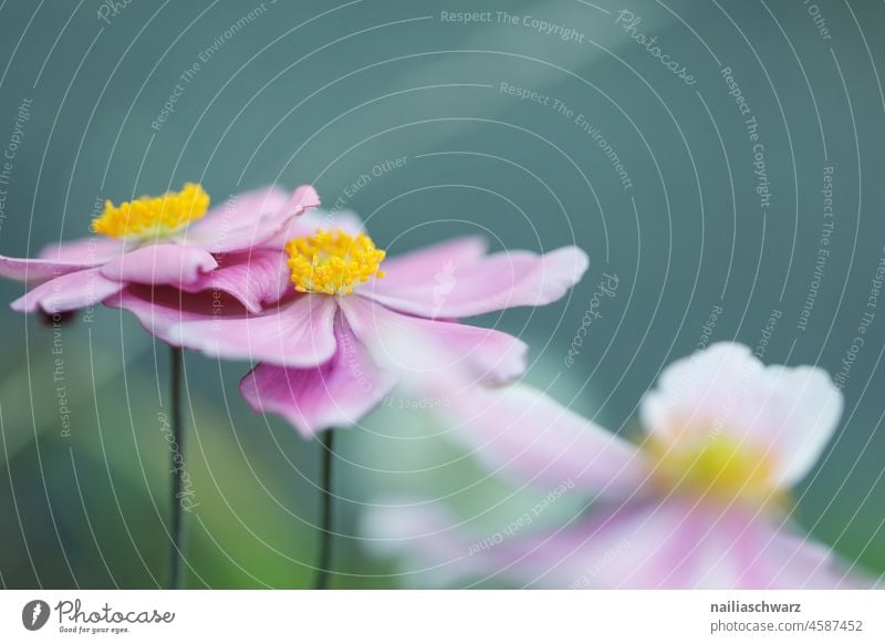 autumn anemone Cosmos cosmetics composite Pink-leaved decorative flower cheerful Hope blurriness Shallow depth of field Soft pink Plant naturally flowers