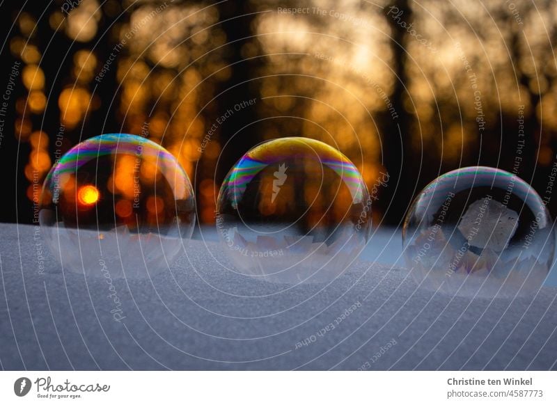 Three freezing soap bubbles lie on snow. In the background sunset and forest Soap bubble ice bubble freezing bubble Winter severe frost Frost Cold freezing cold