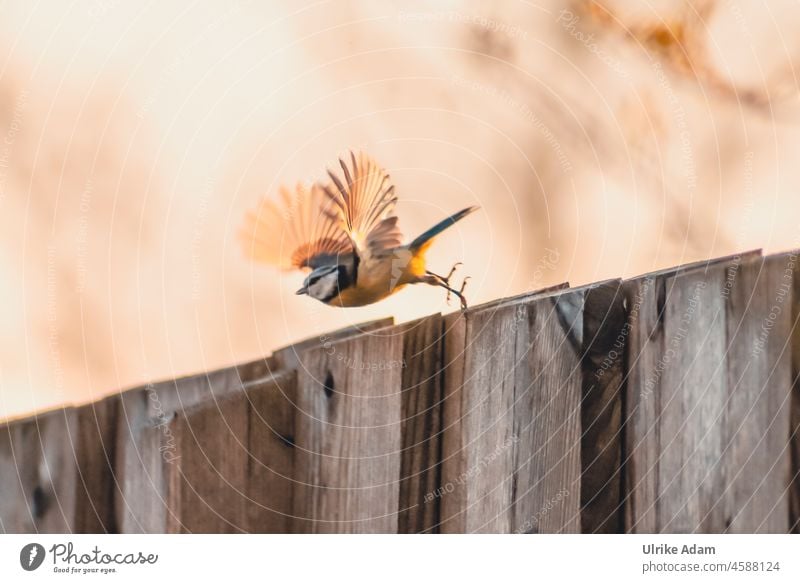 Take off | bird takes off for flight from wooden wall Bird departure Grand piano flapping feathers tit Wooden wall animal world Flying Nature Animal Wild bird
