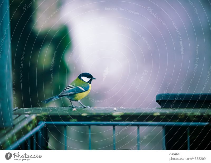 all the little birds are already here... Great tit visiting Tit mouse Bird Colour photo Exterior shot Nature Deserted Wild animal Day Animal portrait Small Cute