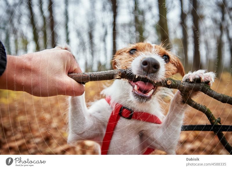 Dog play with a branch in autumn forest dog walk gnaw bite park teeth stick nature outdoor pet season outdoors animal breed canine cheerful domestic looking