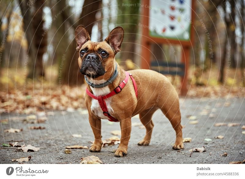 French bulldog walks in autumn park portrait cute pedigree nature outdoor pet owner season outdoors animal breed canine cheerful daytime domestic friendship