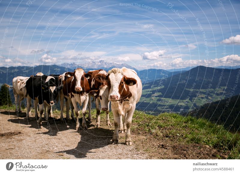 alpine landscape Looking into the camera Love of animals Animal Summer Environment Nature Landscape Spring Hill Herd Mountain Alps Group of animals Cow