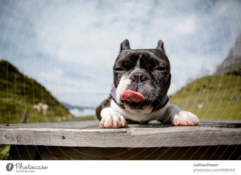 naughty dog Tongue stick out one's tongue Funny funny face Brash Insolence alpine Alpine pasture grass Sky idyllically Environment small dog Idyll vacation hike