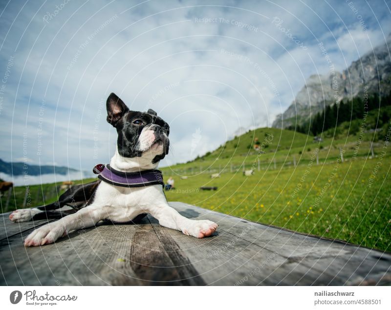 Journey with the dog Landscape Dog Puppydog eyes Alps Pet Nature Meadow Animal Grass puppy Joie de vivre (Vitality) Purebred dog Cute boyfriend Outdoors outdoor