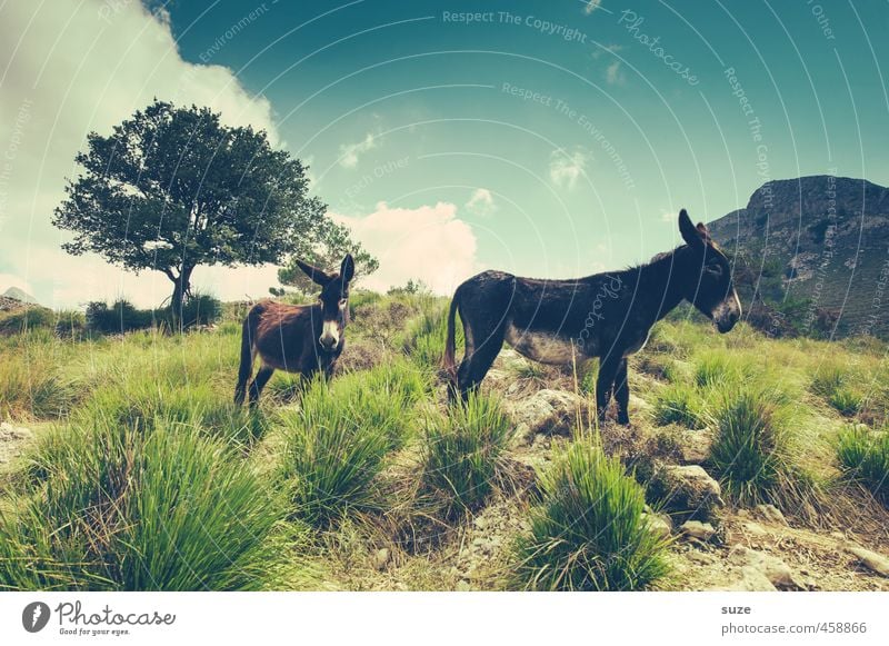 One of them is a donkey ... Vacation & Travel Summer Sun Mountain Environment Nature Landscape Animal Elements Earth Sky Tree Meadow Farm animal 2 Fantastic