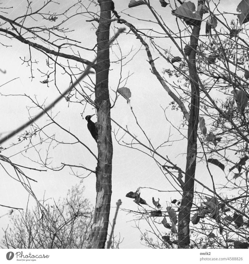 Hacker scene Black Woodpecker Tree Animal portrait Environment Nature Exterior shot Plumed White Wild animal Day Tree trunk Detail Freedom Forest Bird